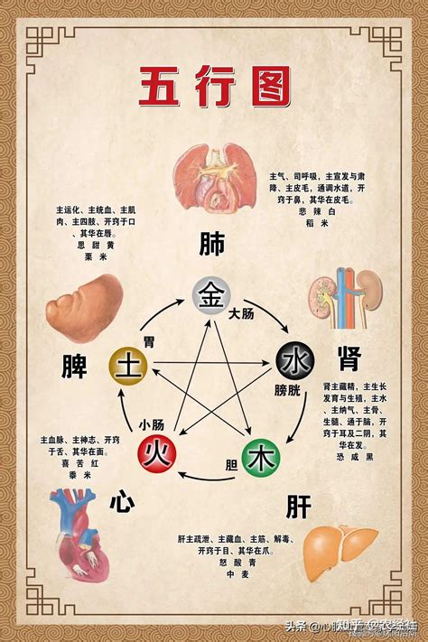 心肝脾肺腎情緒|過悲傷肺、大喜傷心臟、憂慮傷脾胃⋯⋯一張圖看懂「。